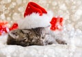 Cute tabby kittens sleeping together in christmas hat with blur snow lights. Santa Claus hat on pretty Baby cat. Christmas cats. Royalty Free Stock Photo