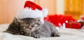 Cute tabby kittens sleeping together in christmas hat. Santa Claus hat on pretty Baby cat. Christmas cats. Kids animal concept.