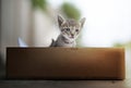 Tabby kittens in wooden box