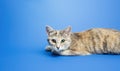 Cute tabby lies on a blue background and looking curiously at the camera. Portrait, sitting posing. Curiosity attentiveness. space