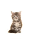 Cute tabby main coon baby cat sitting and looking at the camera Royalty Free Stock Photo