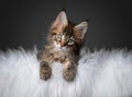 cute tabby maine coon kitten tilting head portrait with copy space Royalty Free Stock Photo