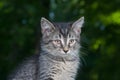 Cute tabby outdoor kitten with green background