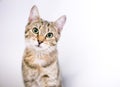 A cute tabby shorthair cat with a head tilt