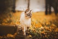 Cute tabby Thai cat walks on an autumn day among the yellow fallen leaves and branches of trees. A pet`s walk Royalty Free Stock Photo