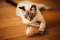 A cute tabby Thai kitten lies on the wooden floor in the apartment and has fun playing with a ball of wool on a day. A pet and Royalty Free Stock Photo