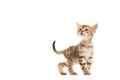 Cute tabby turkish angora baby cat walking and looking up