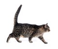 Cute tabby walking Royalty Free Stock Photo