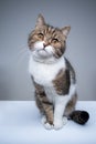 cute tabby white british shorthair cat portrait Royalty Free Stock Photo