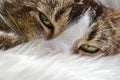 Cute tabby white cat Royalty Free Stock Photo