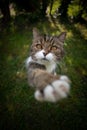 cute tabby white cat on green grass raising paw trying to reach snack Royalty Free Stock Photo