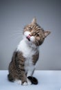 cute tabby white cat tilting head sticking out tongue Royalty Free Stock Photo