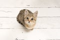 Cute tabby young cat looking up seen from a high angle view on a