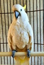 a cute and talking parrot in the cage Royalty Free Stock Photo