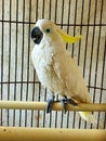 a cute and talking parrot in the cage Royalty Free Stock Photo