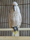 a cute talking parrot in the cage