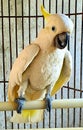 a cute and talking parrot in the cage Royalty Free Stock Photo