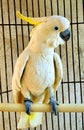 a cute and talking parrot in the cage Royalty Free Stock Photo