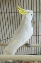 A cute and talking parrot in the cage Royalty Free Stock Photo