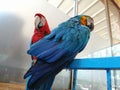 Cute talking parrots