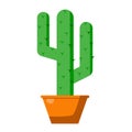 Cute tall cactus in a pot, Mexican cactus. Indoor plant on a white background, home plant