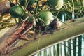 Cute Tamarin hangs on a tree