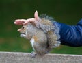 Cute tame Eastern gray squirrel, sciurus carolinensis, with bright black eyes and fluffy tail sitting and eating peanut Royalty Free Stock Photo