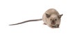 Cute tame house mouse isolated on a white background seen from the front looking at the camera Royalty Free Stock Photo