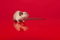Cute tame house mouse on a red background with reflection Royalty Free Stock Photo