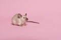 Cute tame house mouse seen from the front on a pink background