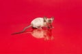 Cute tame house mouse seen from the side looking up on a red background with reflection Royalty Free Stock Photo