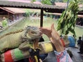 cute and tame iguanas
