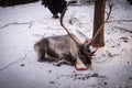 Cute tamed hairy deer with horns tied on a wood stick lying on the snow in Lapland, Finland
