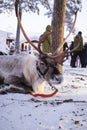 Cute tamed hairy deer with horns tied on a wood stick lying on the snow in Lapland, Finland