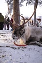 Cute tamed hairy deer with horns tied on a wood stick lying on the snow in Lapland, Finland