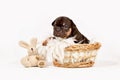 Cute tan French Bulldog dog puppy with toy plush bunny Royalty Free Stock Photo