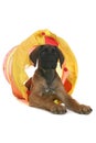 Cute tan puppy crawling out of yellow tunnel