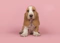 Cute tan and white basset hound puppy sitting on a pink background looking at the camera seen from the front Royalty Free Stock Photo