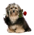 Cute tango havanese