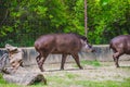 Cute tapir walking on the grass Royalty Free Stock Photo