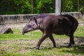 Cute tapir walking on the grass Royalty Free Stock Photo