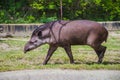 Cute tapir walking on the grass Royalty Free Stock Photo