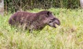 Cute tapir walking in the grass Royalty Free Stock Photo