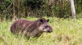 Cute tapir walking in the grass Royalty Free Stock Photo