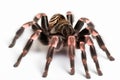 Cute tarantula spider close up isolated on white background. generative ai