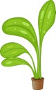 Cute taro leaf cartoon on white background