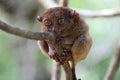 Cute tarsier Royalty Free Stock Photo