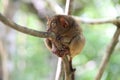 Cute tarsier Royalty Free Stock Photo