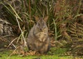 Cute Tasmanian Pademelon kangaroo in bush Royalty Free Stock Photo