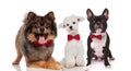 Cute team of three elegant dogs wearing bowties